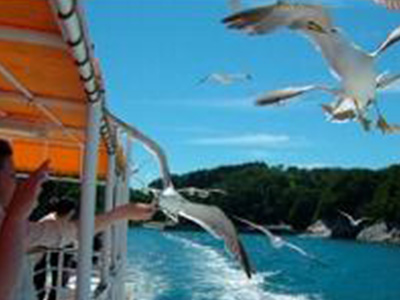 Jodogahama Sightseeing boat and sea cucumber